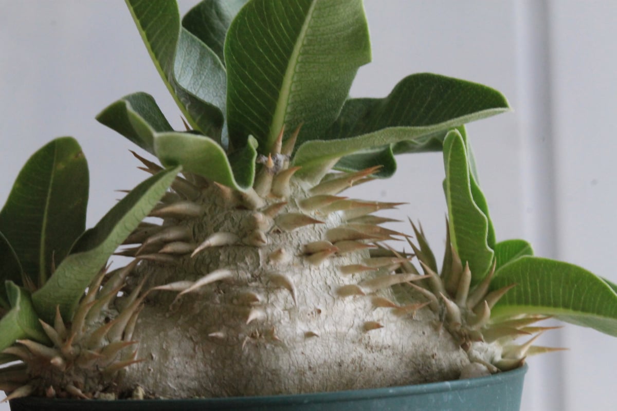パキポディウム　レウコキサンツム　実生　特選株 パキポディウム レウコキサンツム 実生 | hanayoshi-botanical