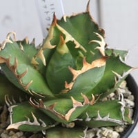 アガベ オバティフォリア キラー | hanayoshi-botanical