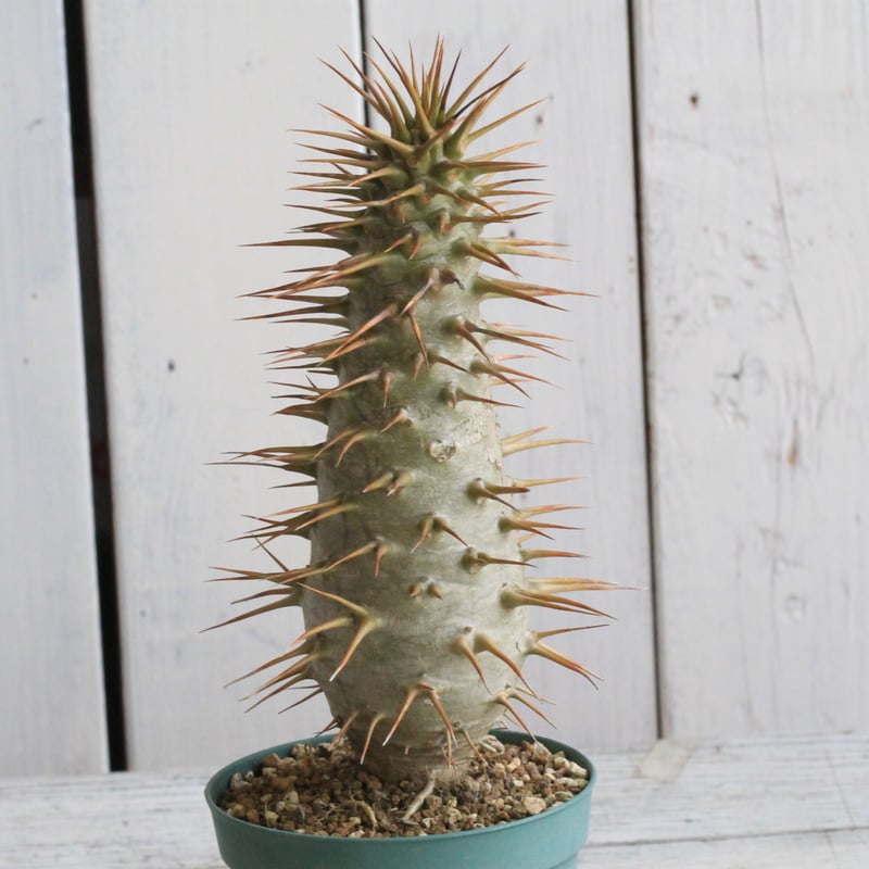 パキポディウム アンボンゲンセ 実生① | hanayoshi-botanical