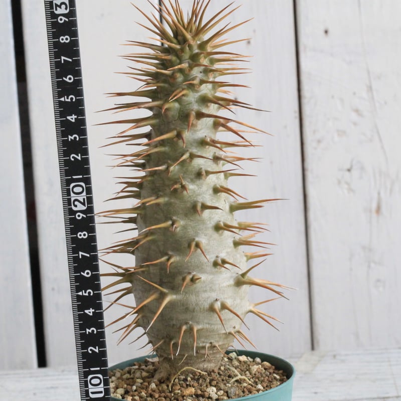 パキポディウム アンボンゲンセ 実生① | hanayoshi-botanical