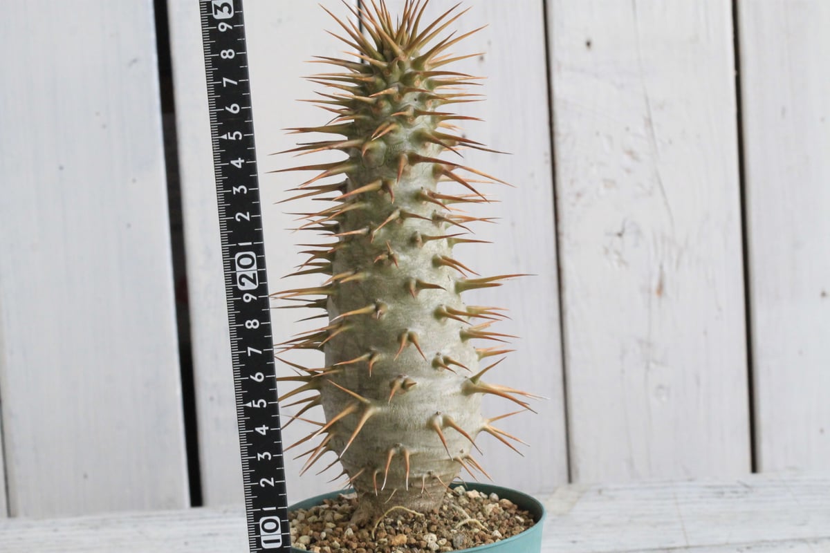 パキポディウム アンボンゲンセ 実生① | hanayoshi-botanical