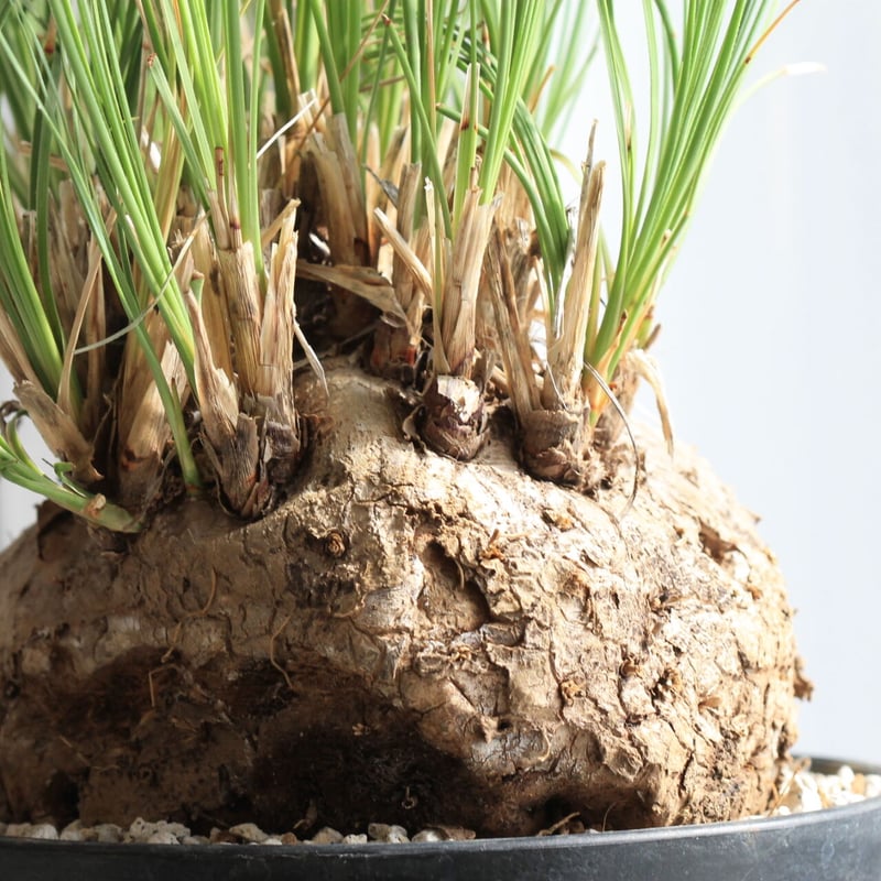 大株 発根済み カリバナス フーケリー 塊根植物 コーデックス 観葉植物 カリバナス フーケリー | hanayoshi-botanical