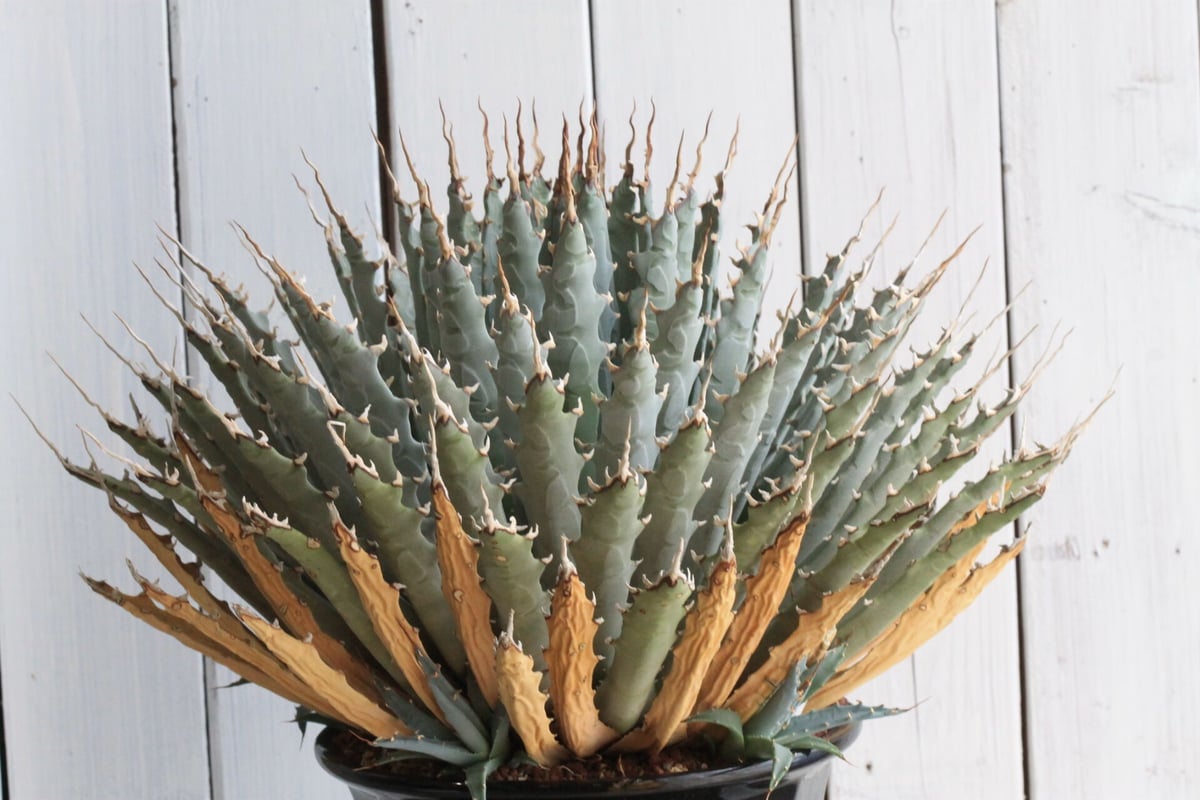 アガベ ユタエンシス アガベ ユタエンシス | hanayoshi-botanical