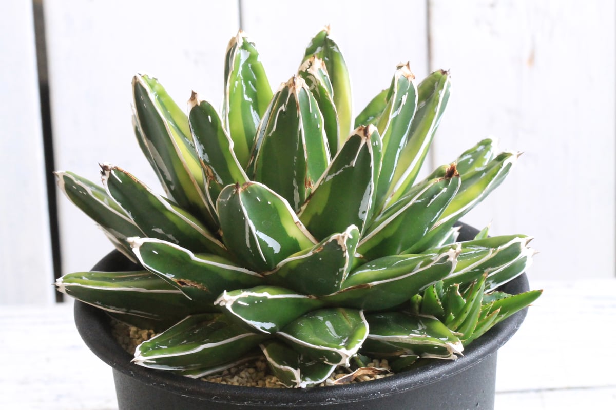 【選抜優良SS級株】笹の雪　輝山　大株極上株　アガベ　2株子株付き！ 選抜優良SS級株】笹の雪 輝山 大株極上株 アガベ 2株