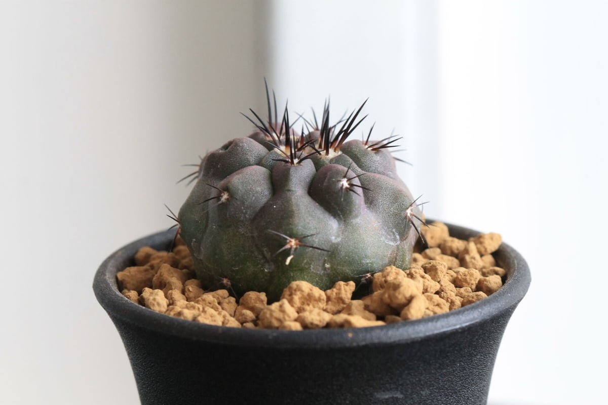 Copiapoa dura コピアポア デュラ 銅鑼丸 サボテン 実生 群生 Copiapoa