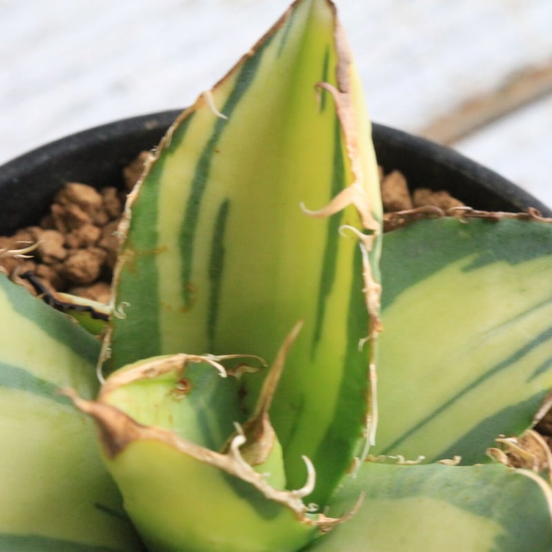 アガベ チタノタ錦 | hanayoshi-botanical