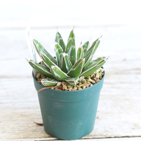 Agave 児玉姫笹の雪