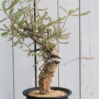 プヤ セルーレア | hanayoshi-botanical