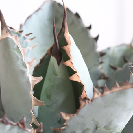Agave titanota  ブラック＆ブルー