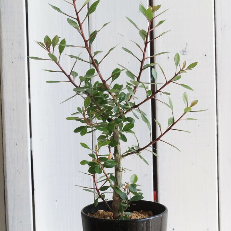 フォークイエリア ファシクラータ 2頭 GC① フォークイエリア ファシクラータ | hanayoshi-botanical