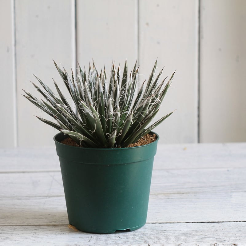 Agave 樹氷 | hanayoshi-botanical