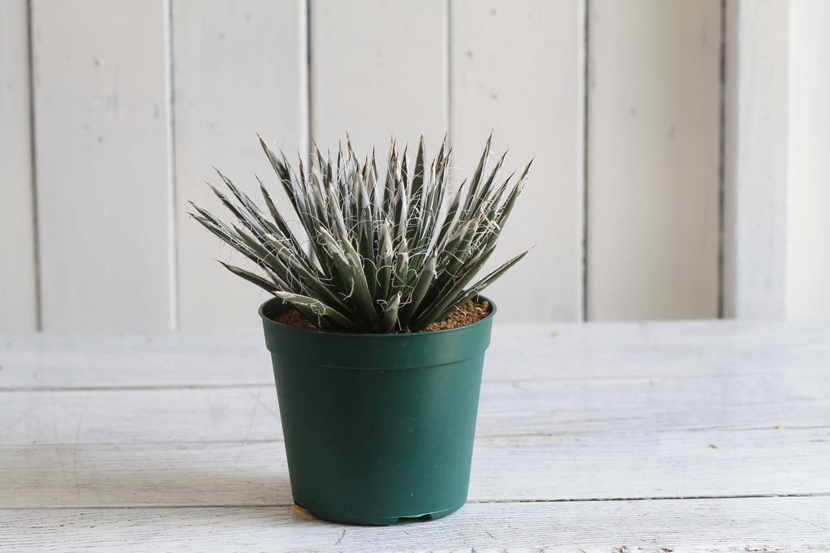 Agave 樹氷 | hanayoshi-botanical