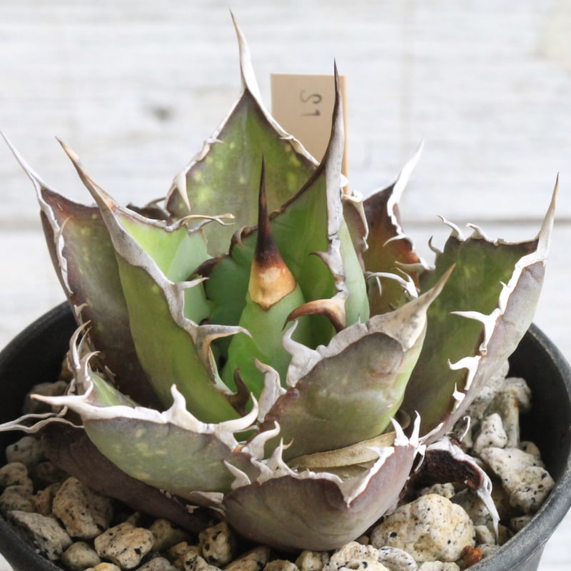 アガベ　チタノタ　チワワ アガベ チタノタ スパーワン② | hanayoshi-botanical