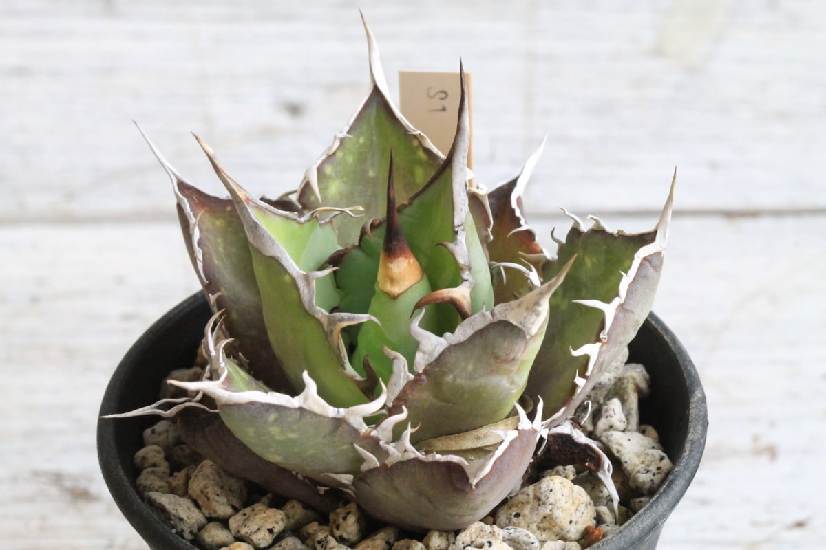 アガベ チタノタ スパーワン② | hanayoshi-botanical