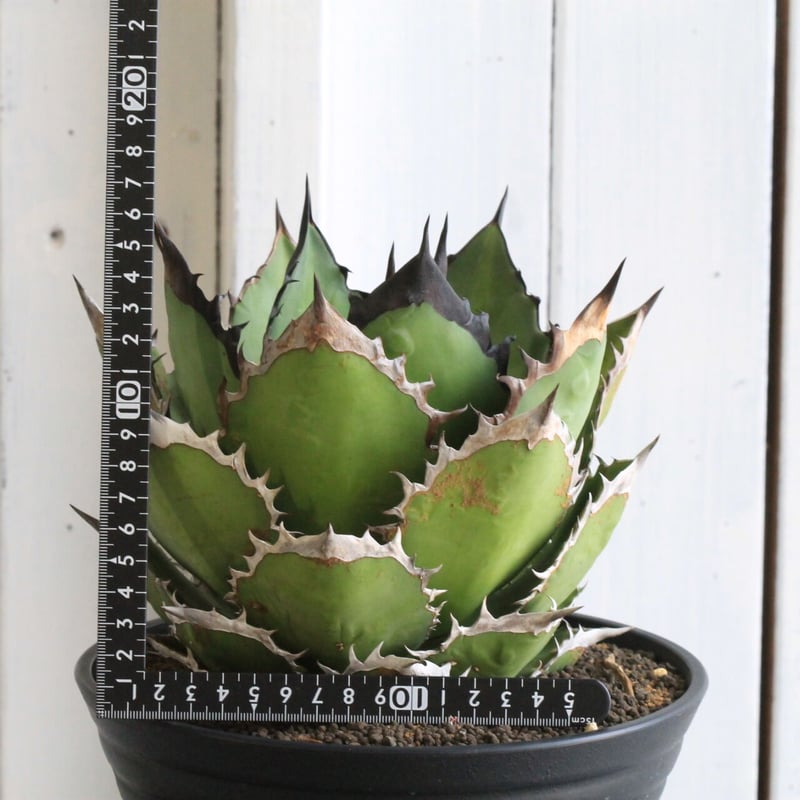 アガベ チタノタ ブラックファイヤー 黒火焰 | hanayoshi-botanical