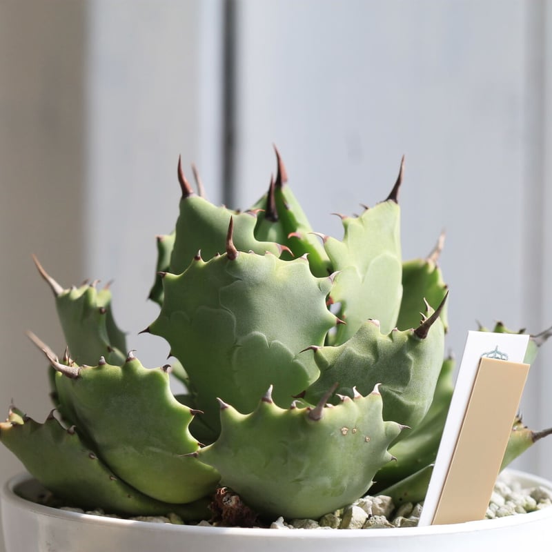 アガベ イスツメンシス 雷帝（旧） | hanayoshi-botanical