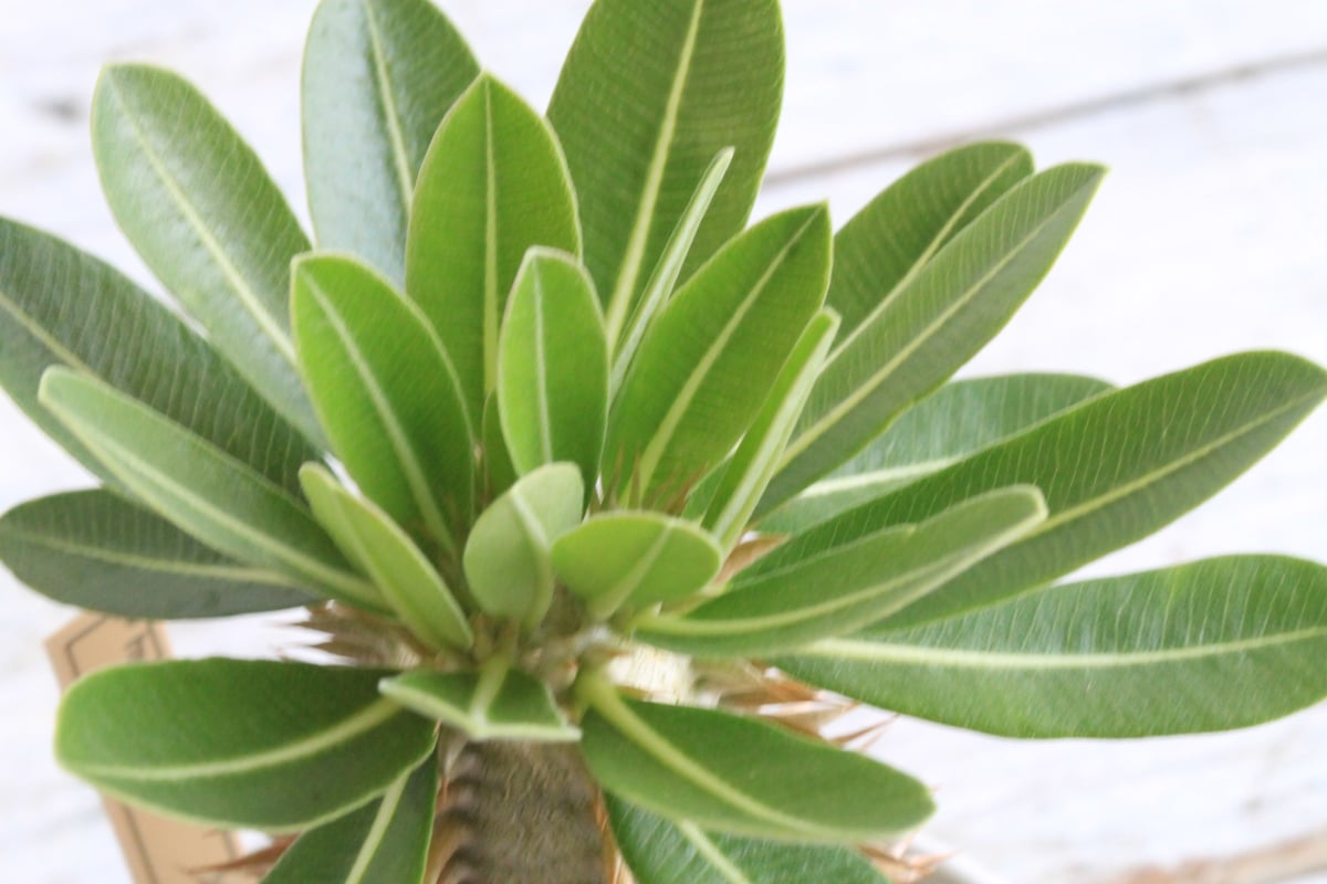 パキポディウム エブルネウム×デンシフローラム② | hanayoshi-botanical