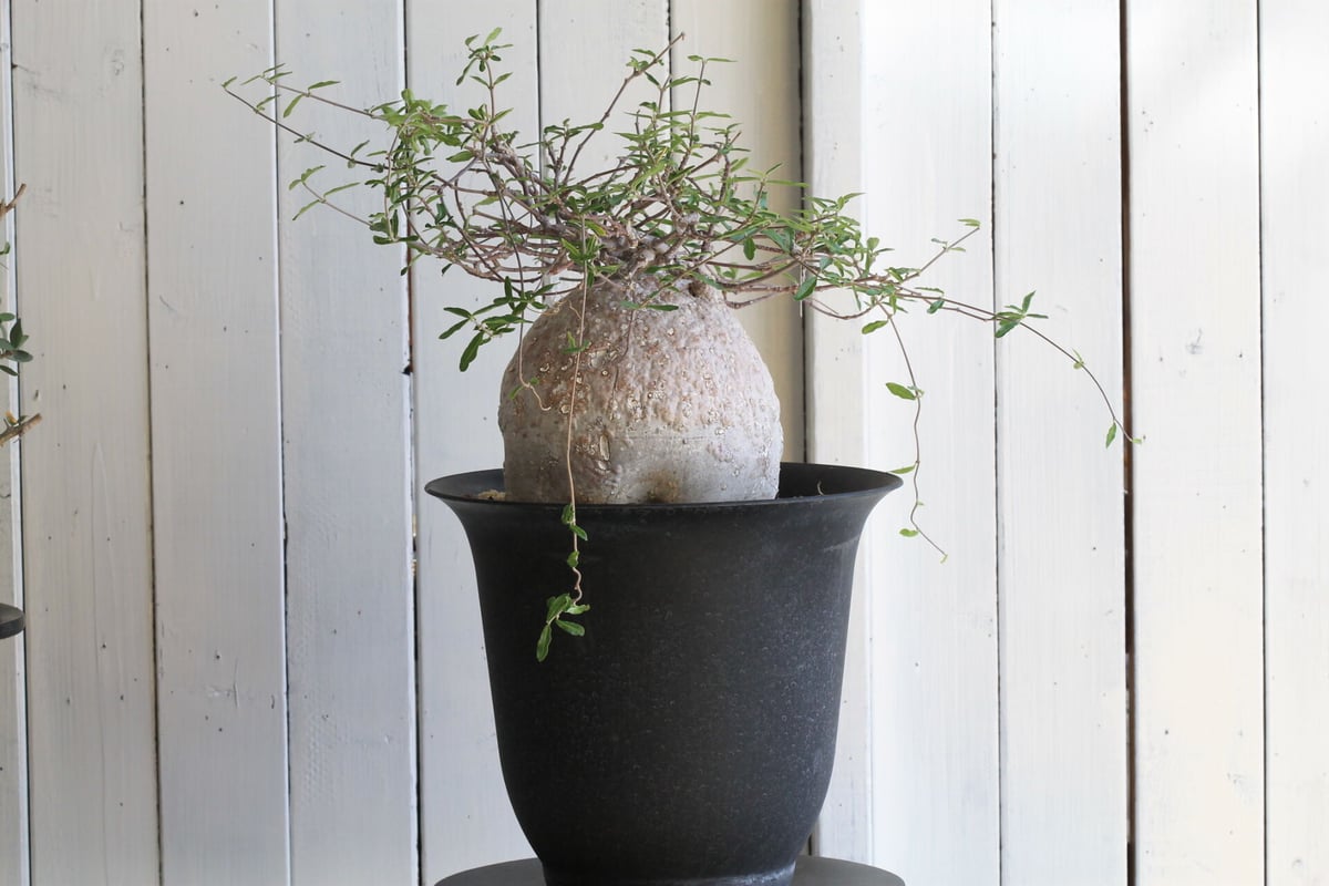 フォッケアエデュリス 火星人 芋カチカチ 観葉植物