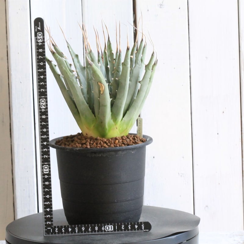 アガベ ユタエンシス アガベ 妖蟹 ユタエンシス ×イシスメンシス | アガベ専門店 Heart plants.