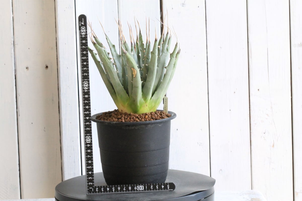 fit=scale-down,w=1200