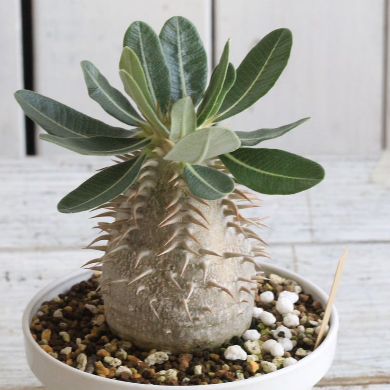 パキポディウム エブルネウム×デンシフローラム① | hanayoshi-botanical