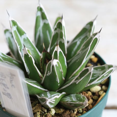 Agave 児玉笹の雪