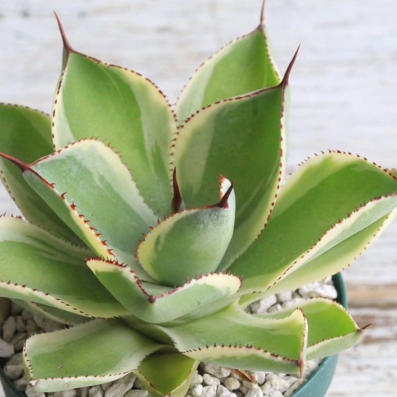 アガベ ベビーティース錦② | hanayoshi-botanical