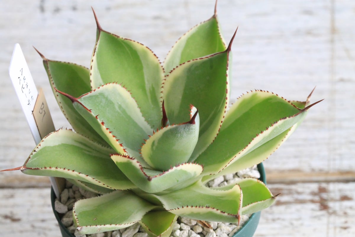 アガベ ベビーティース錦② | hanayoshi-botanical