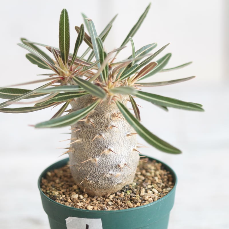 パキポディウム カクチペス 実生① | hanayoshi-botanical