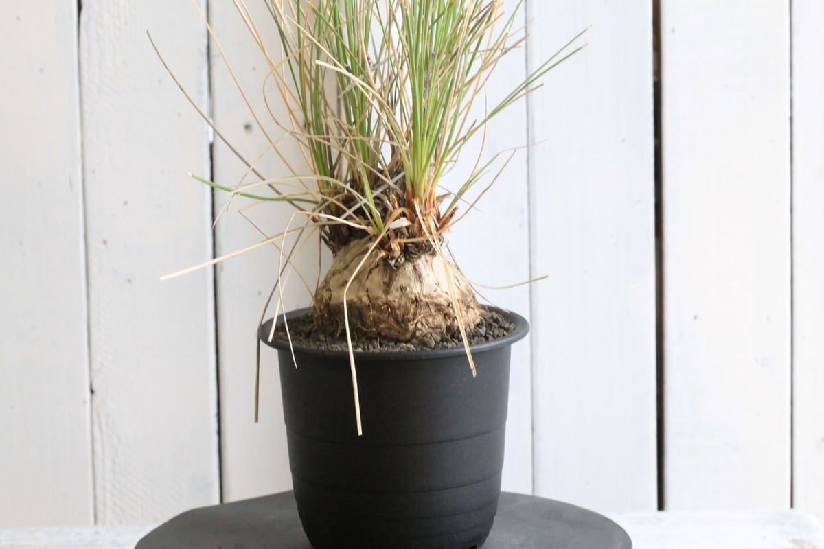 【現品】カリバナス・フーケリー（Calibanus hookeri）12号　A9 現品】カリバナス・フーケリー（Calibanus hookeri）12号 A9 発根確認