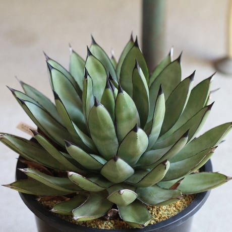 Agave Royal Spin　アガベ　ロイヤルスピン