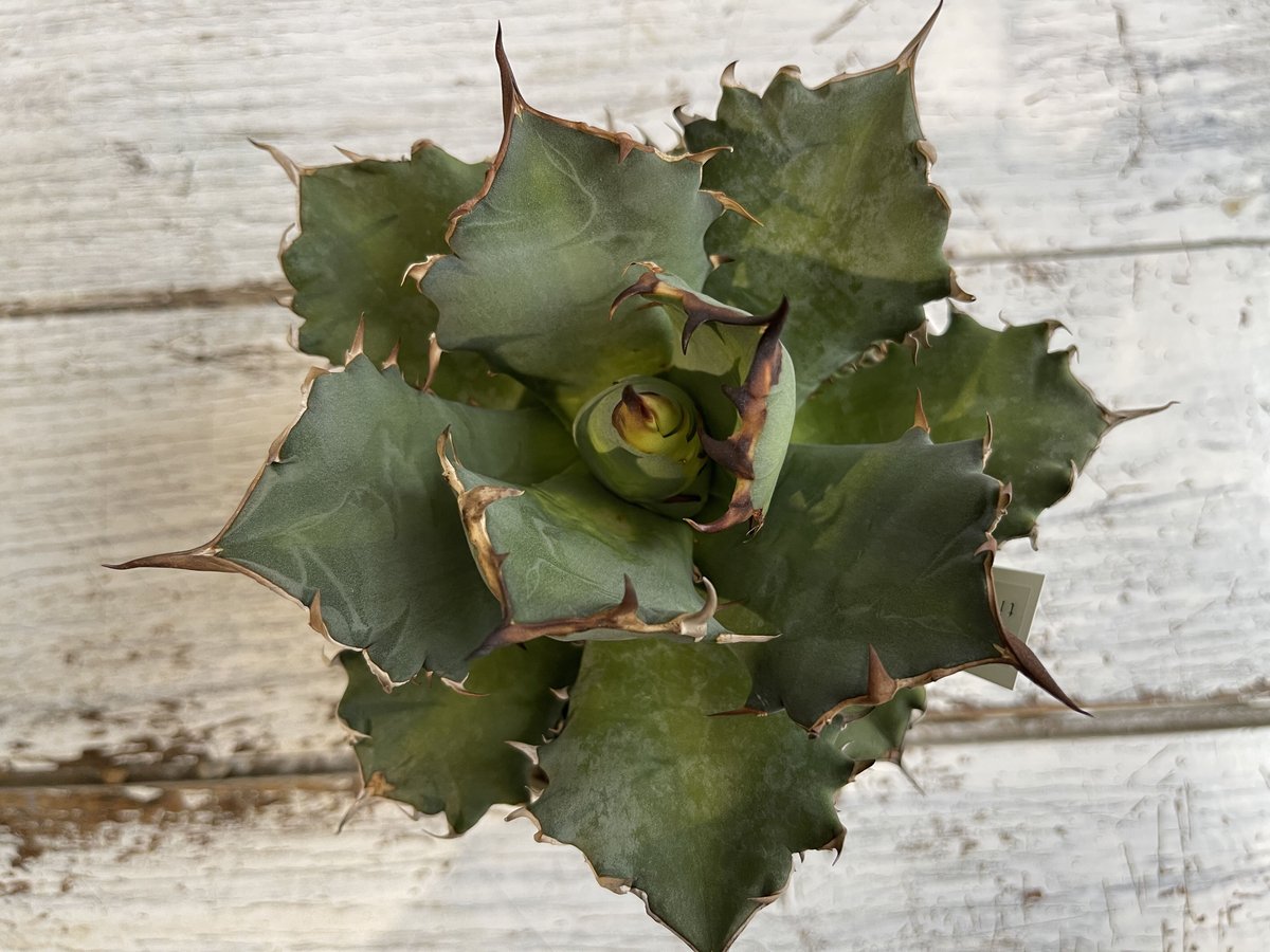 アガベ チタノタ NO.1 | hanayoshi-botanical