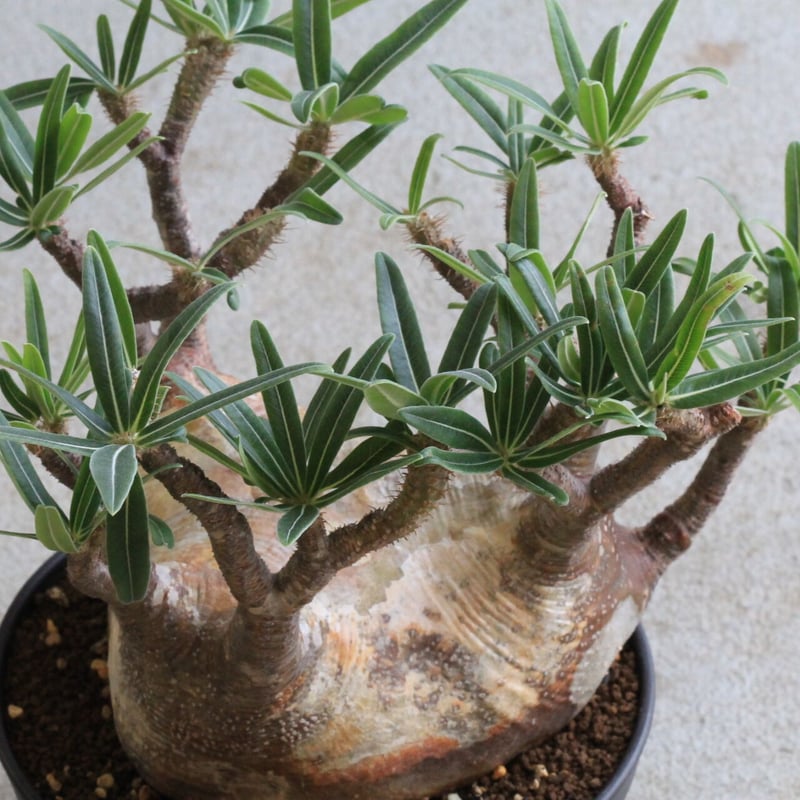 t*n様 【発根済み・扁平型】パキポディウム・グラキリス Pachypodium Gracilius パキポディウム グラキリス №8 扁平 短枝