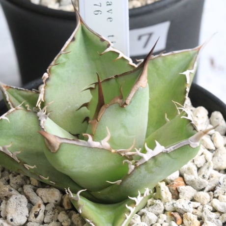 CATEGORY チタノタ | hanayoshi-botanical CATEGORY チタノタ | hanayoshi-botanical