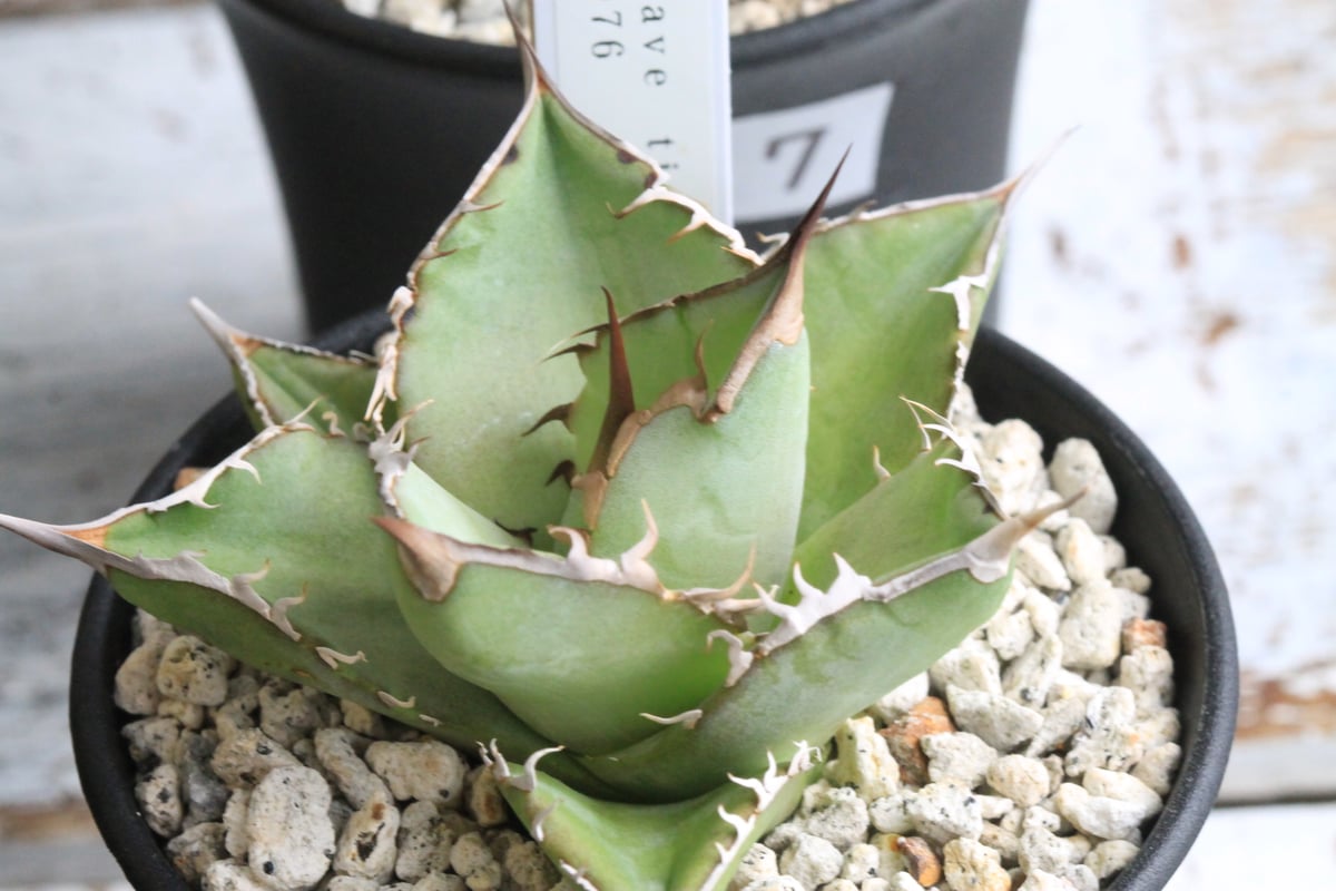 アガベ チタノタ FO076 No name① | hanayoshi-botanical アガベ チタノタ FO076 No name① | hanayoshi-botanical