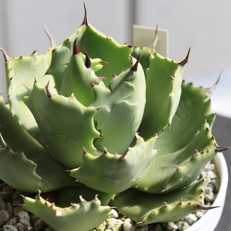 かおり@プロフ確認願 出品 多肉植物　アガベ　雷帝 かおり@プロフ確認願 出品 多肉植物 アガベ 雷帝 かおり@プロフ