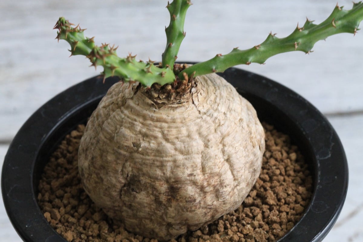 ユーフォルビアデシドゥア fit=scale-down,w=1200