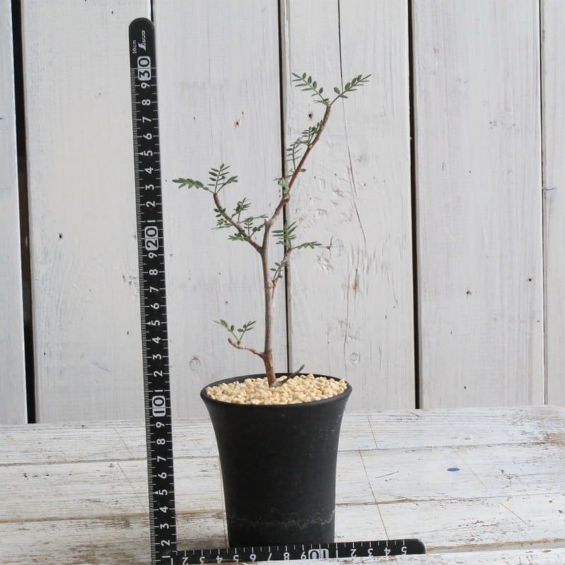 ブルセラ ミクロフィラ 挿し木① | hanayoshi-botanical