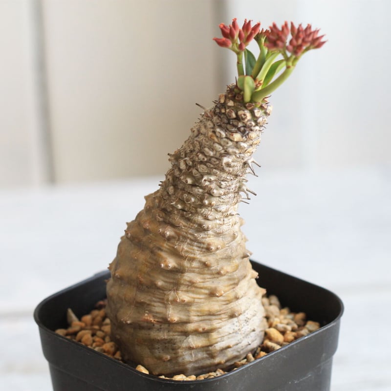 パキポディオイデス　現地球　発根済み euphorbia pachypodioides《M size 》※現地球発根後店主国内管理