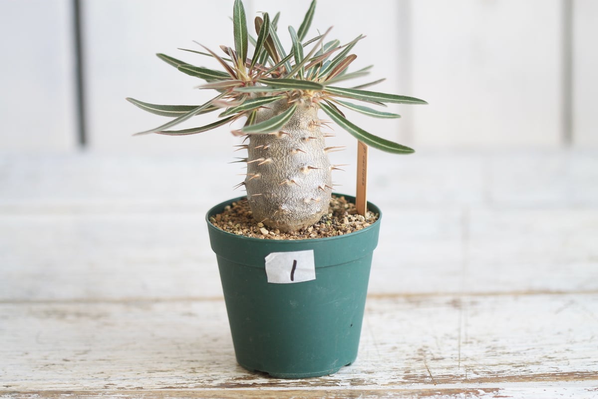 パキポディウム カクチペス 実生① | hanayoshi-botanical