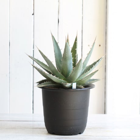 Agave purpusolm　帝釈天