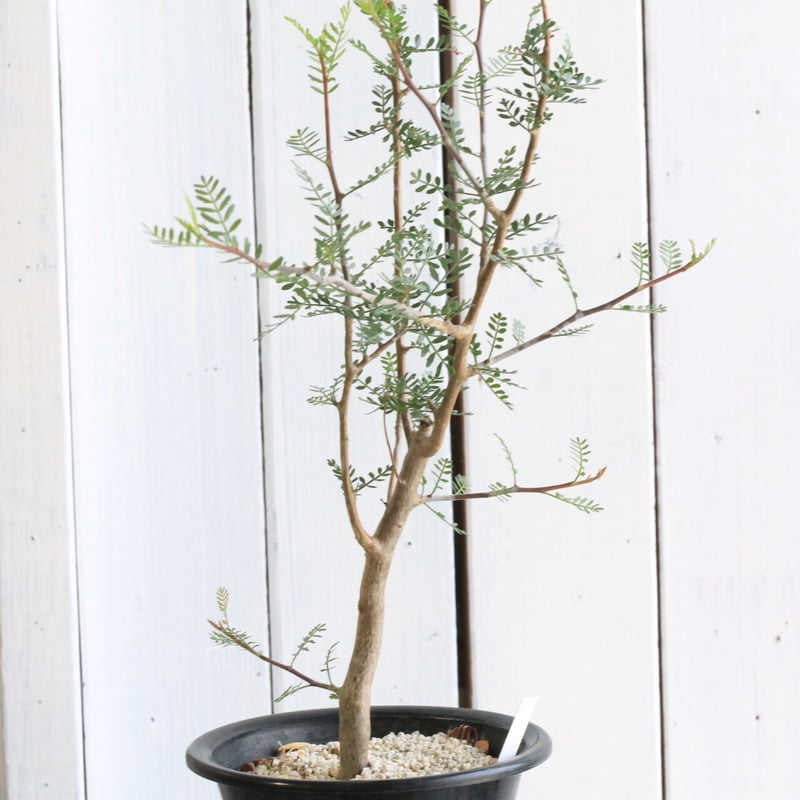 ブルセラミクロフィラ　実生　ブルセラ　コミフォラ Bursera microphilla【ブルセラ・ミクロフィラ・実生】 | RIMO'S
