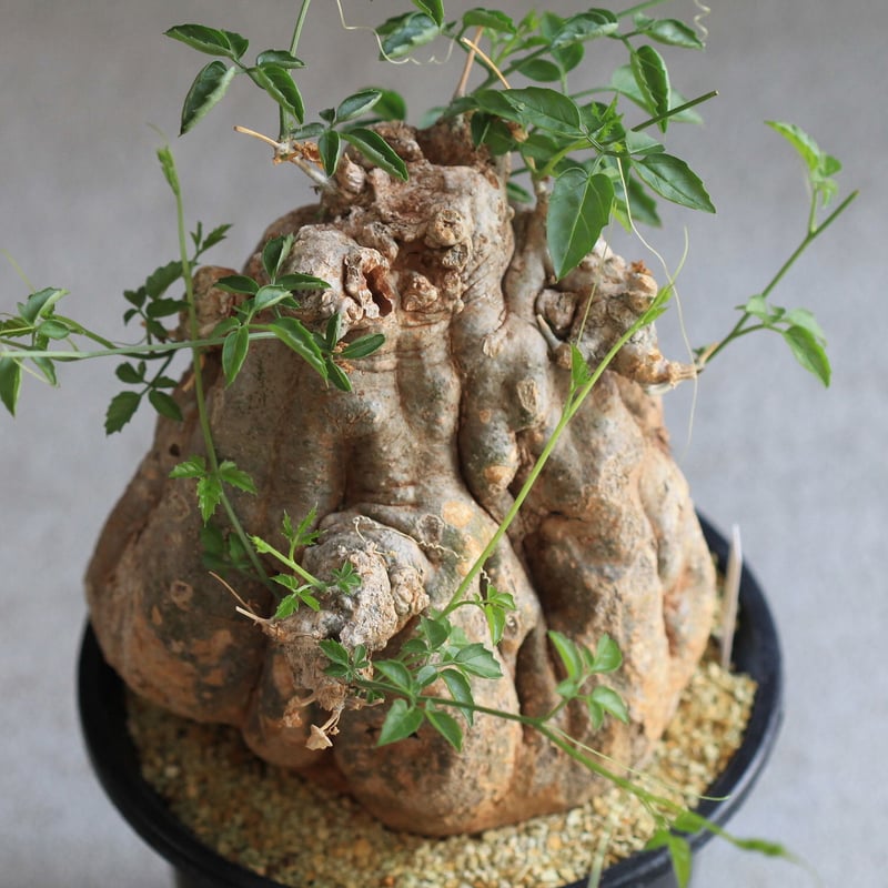 Momordica ロストラータ | hanayoshi-botanical