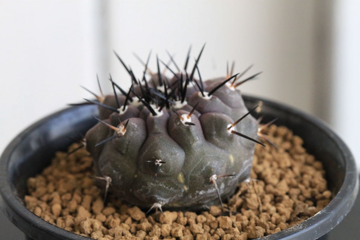 コピアポア　黒王丸　実生　美株 コピアポア 黒王丸 （実生） | hanayoshi-botanical