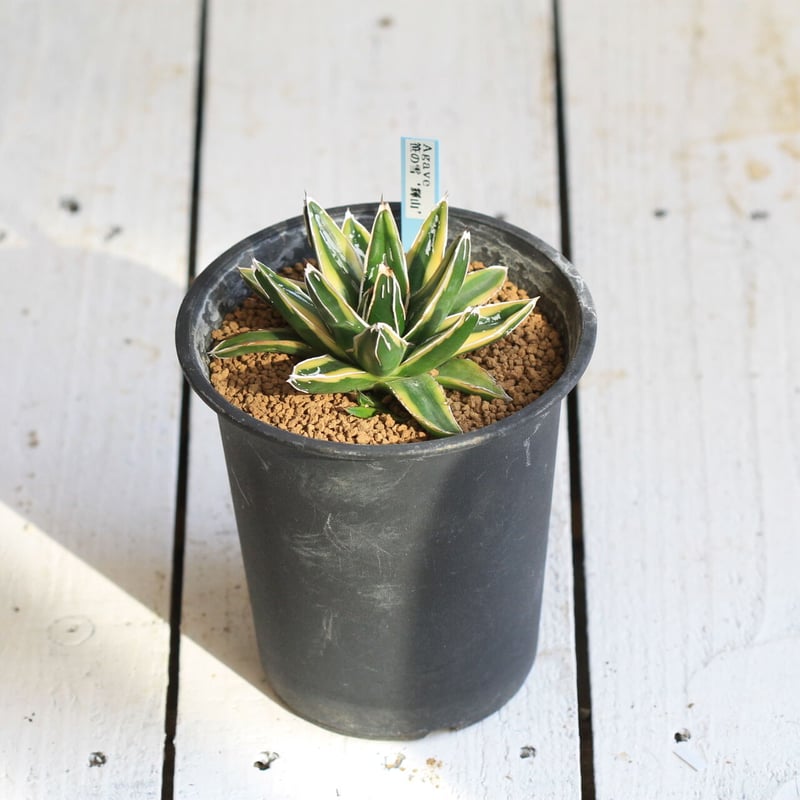 高評価なギフト Agave hanayoshi-botanical | 輝山 笹の雪 アガベ