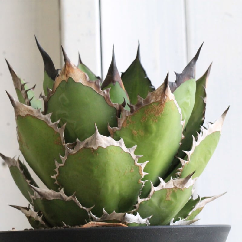 アガベ チタノタ・ブラックファイヤー　鉢付き agave titanota black fire/アガベ チタノタ ブラックファイヤー【観葉