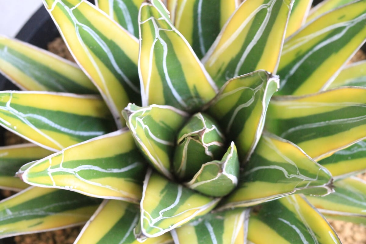 アガベ 笹の雪錦 黄覆輪 | hanayoshi-botanical