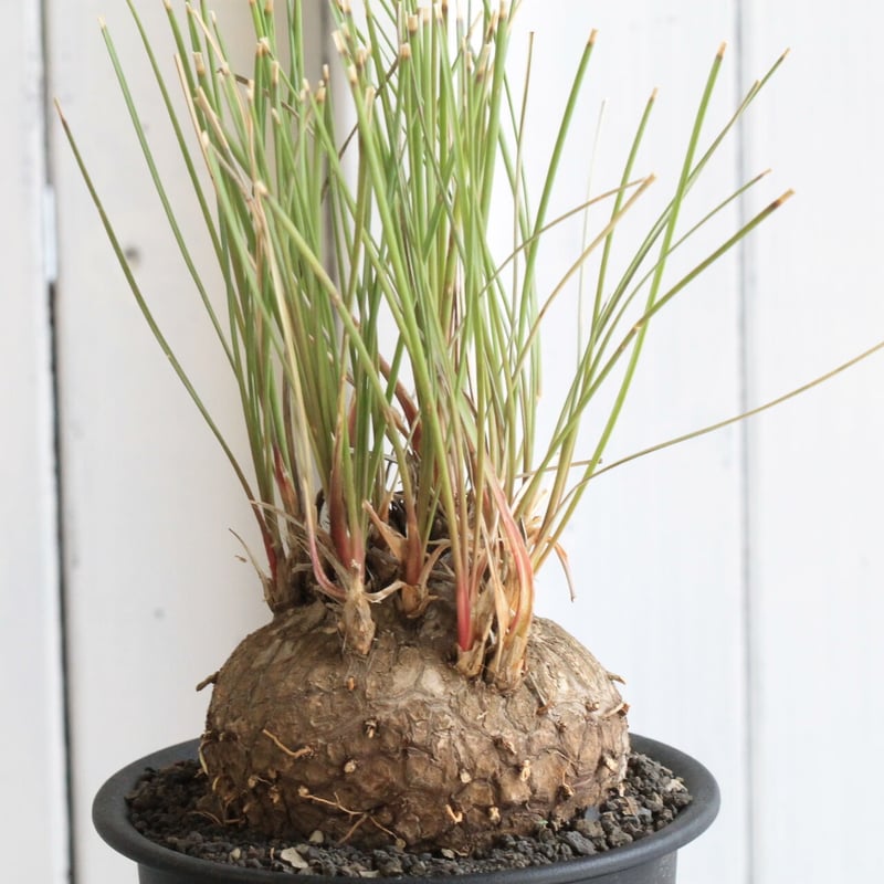 カリバナス フーケリー カリバナス・フーケリー |ワンダープランツジャパン