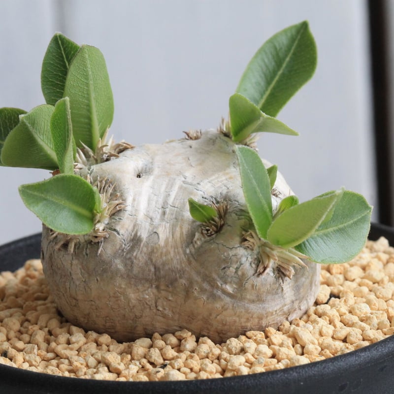 恵比寿笑い パキポディウム ブレビカウレ 鉢 left botanical