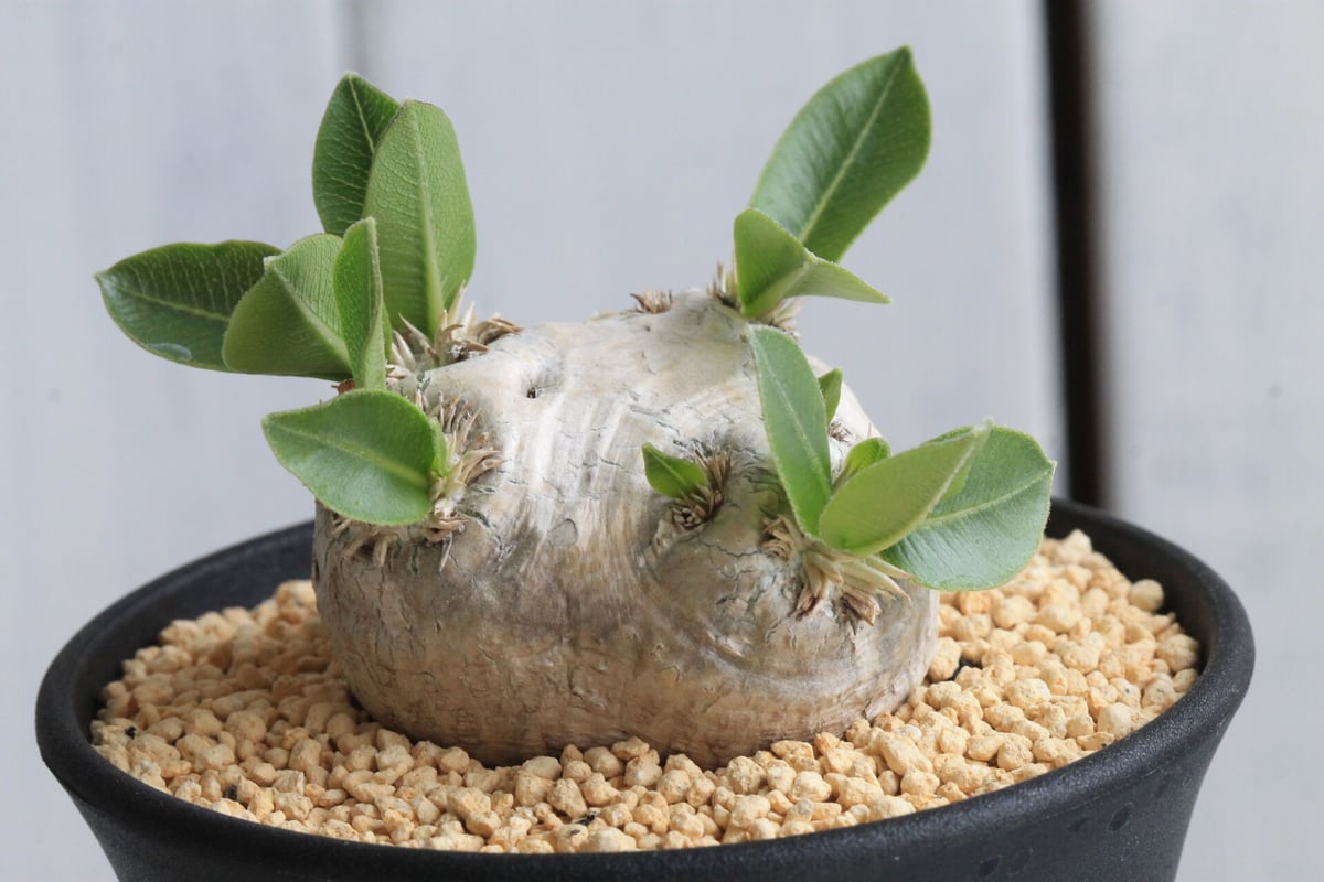 パキポディウム ブレビカウレ 恵比須笑い | hanayoshi-botanical